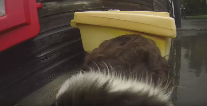 Paddy, un perro policía en Londres