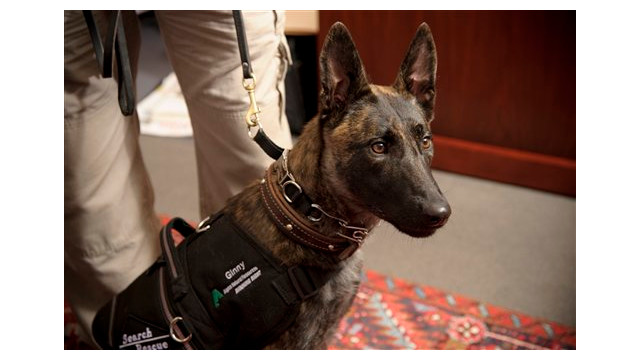 Ginny, una perra de rescate en la mina