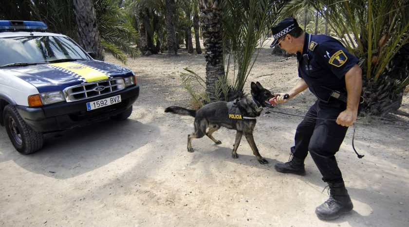 La unidad canina de la Policía local de Elche descubre cuarto de kilo de hachís en un autobús