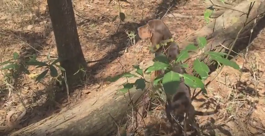 Primeros días de cole de cachorros de Bloodhound