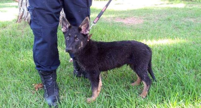 La Unidad Canina de la Policía Local de Vila-real llora la pérdida de Jazz