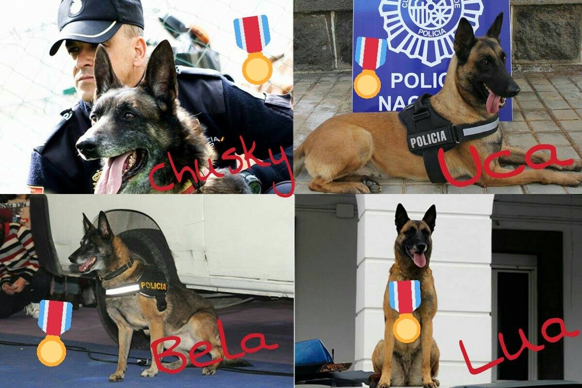 Cuatro medallas para cuatro agentes caninos
