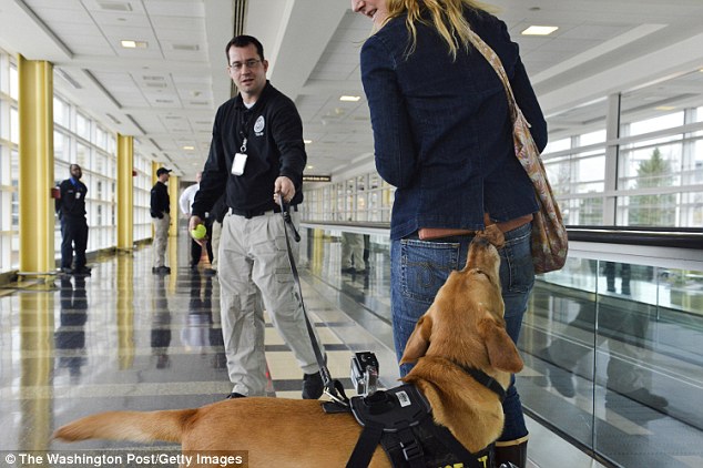 Perros detectores de explosivos fallan en aeropuertos de EEUU