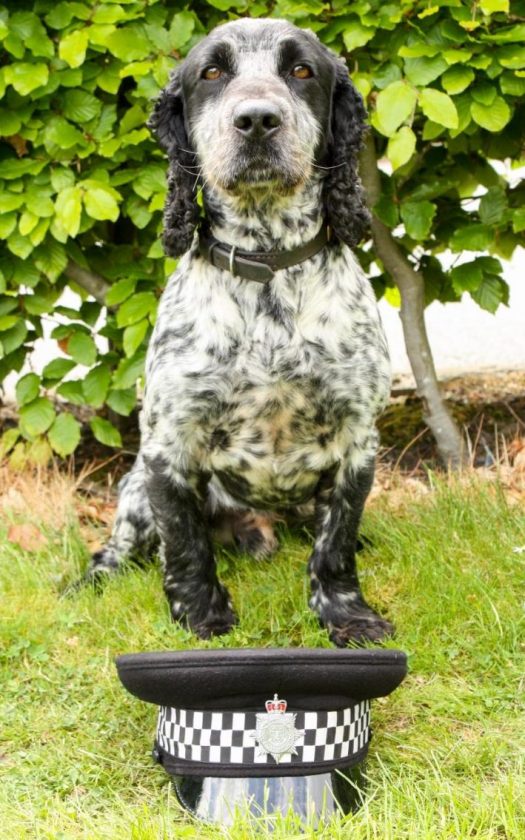 Billie, un perro policía que detecta semen humano