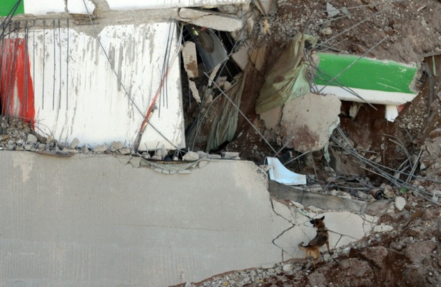 Perros de rescate tras el derrumbe del edificio en Tel Aviv