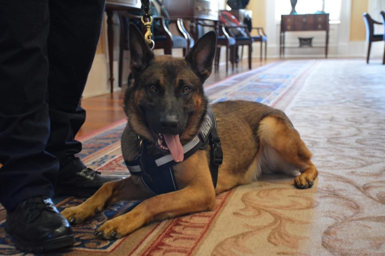 Un perro policía en la Universidad para luchar contra el uso de drogas en el campus