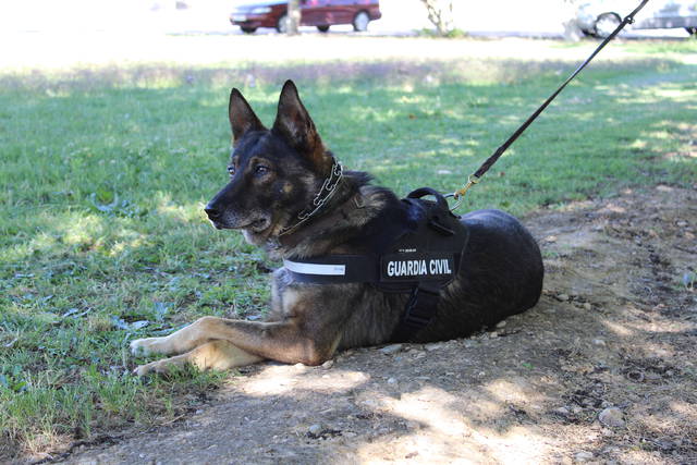Un perro de la Guardia Civil localiza a un vecino de Cosuenda desaparecido