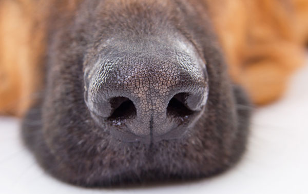 se enfrentan a peligros