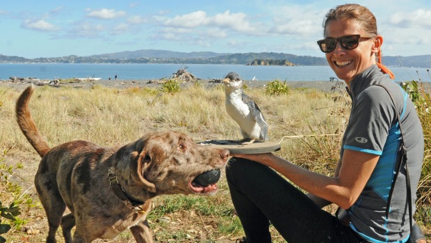 Un perro detector para investigar la disminución de la población de pingüinos