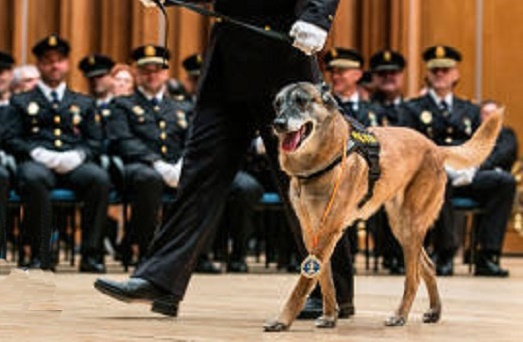Lua, pastor belga, recibe la medalla de los Angeles Custodios
