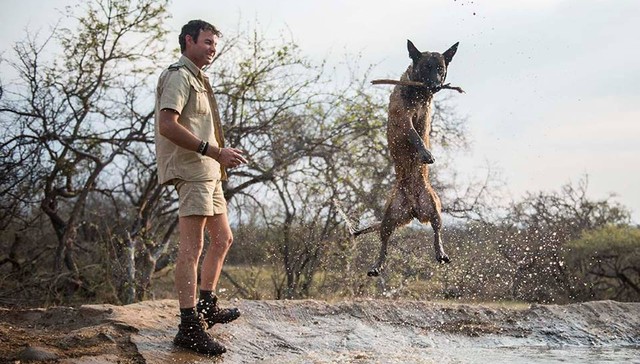 Shaya, el perro que perdió una pata y sigue con ganas de trabajar