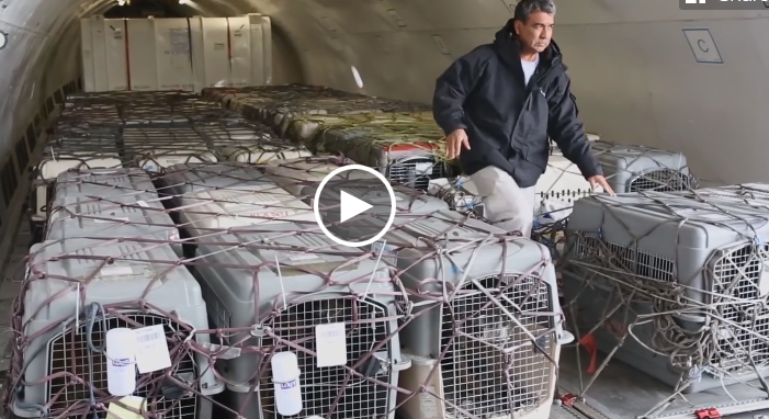 92 perros militares vuelven a casa tras servir en el extranjero