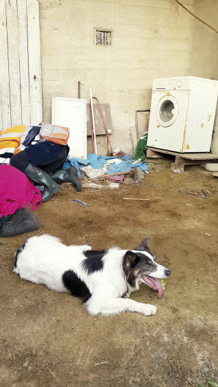 Un perro de la Guardia Civil halla a la mujer desaparecida en Carral