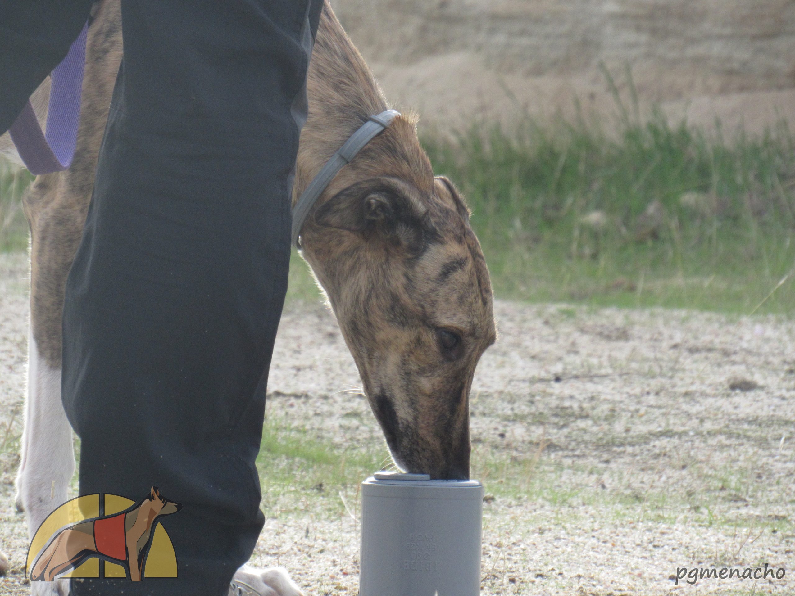 II Copa de España de perros detectores