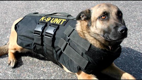 Los chalecos antibalas para perros tienen pros y contras