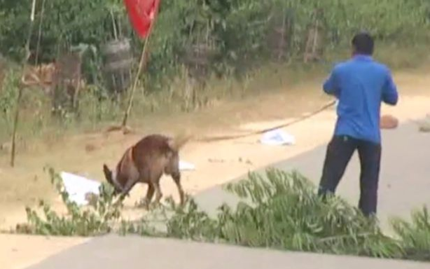 escapa milagrosamente