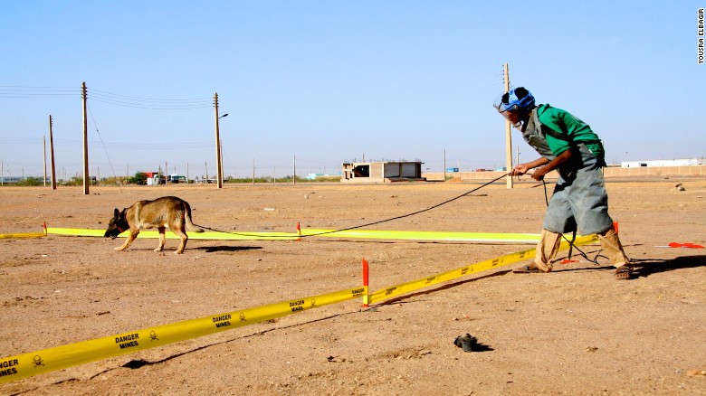 Los perros que ayudan a encontrar minas en Sudán