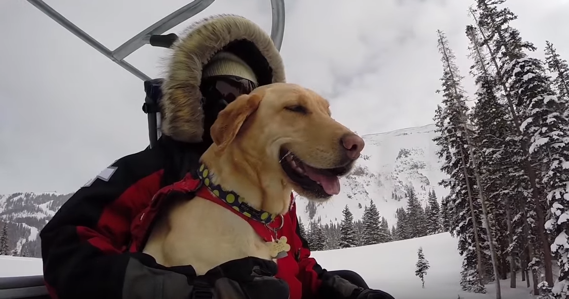 Perros de avalancha en Telluride