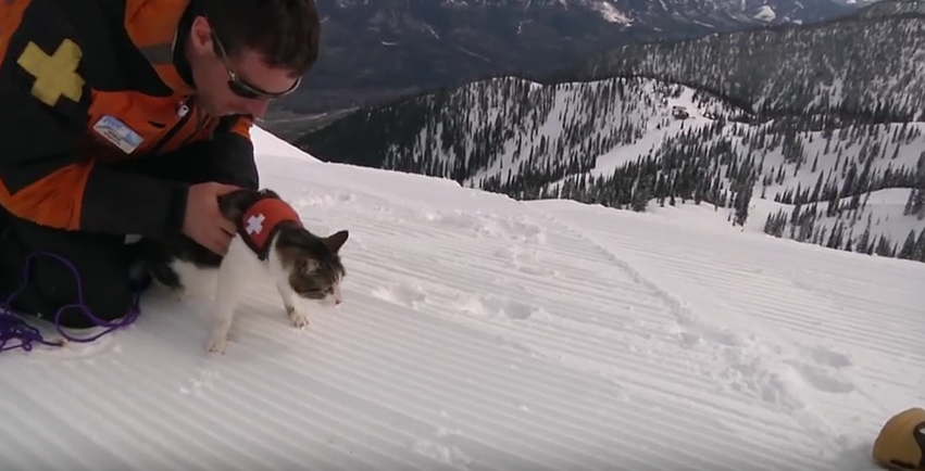 Gatos de rescate… en avalancha de nieve