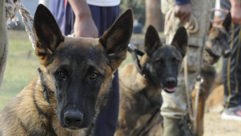 Los perros que guardan la Casa Blanca rastrearán furtivos de tigres
