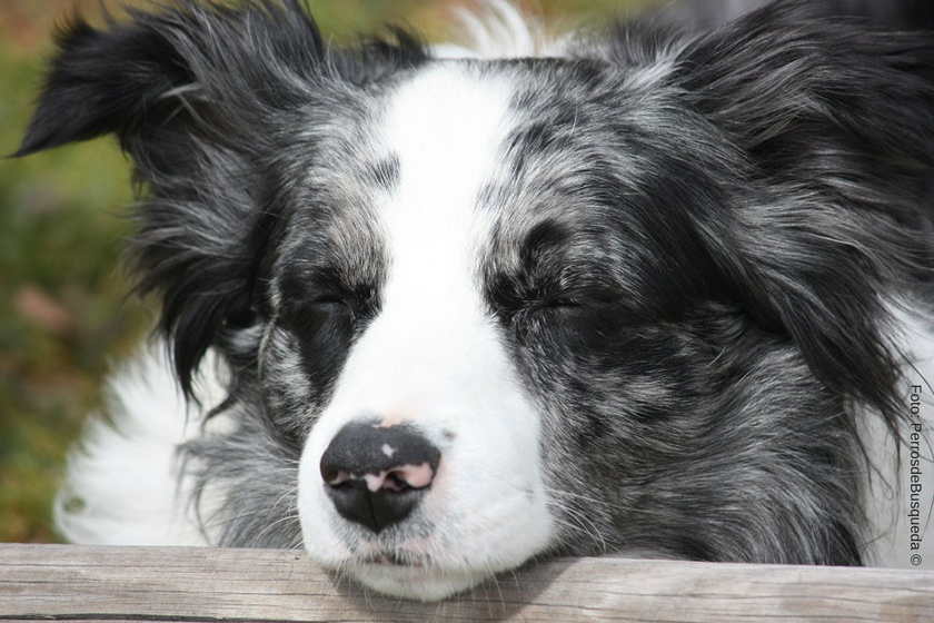 El sueño mejora el aprendizaje de los perros