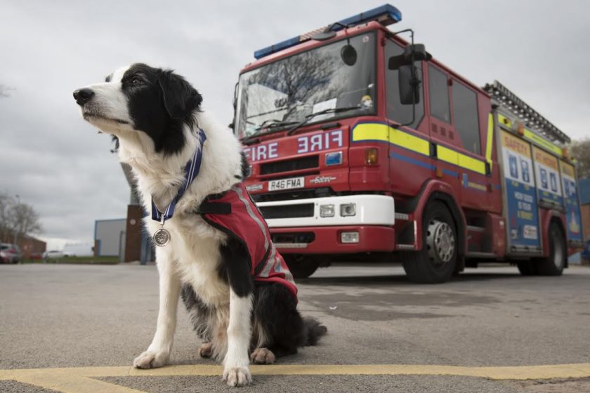 Medalla PDSA para Bryn, un perro de rescate