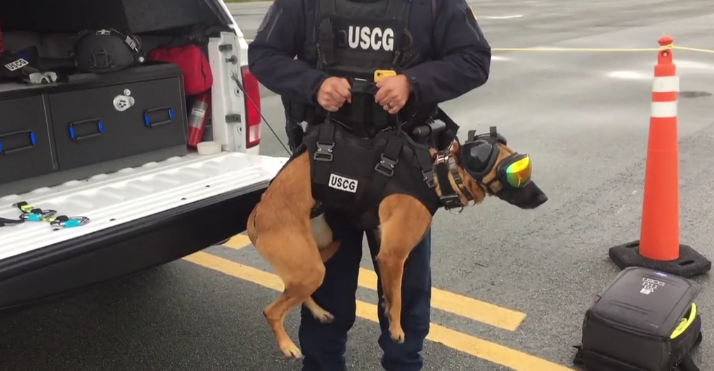 ¿Qué equipamiento utilizar cuando se realizan trabajos verticales con los perros?