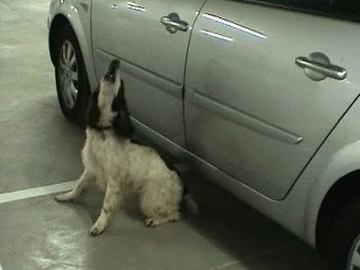 El perro que señalizó la posible muerte de Madeleine McCann