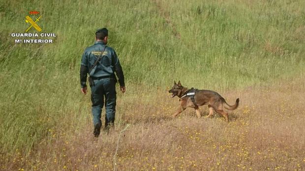 Un perro de la Guardia Civil localiza al desaparecido en Alba del Río