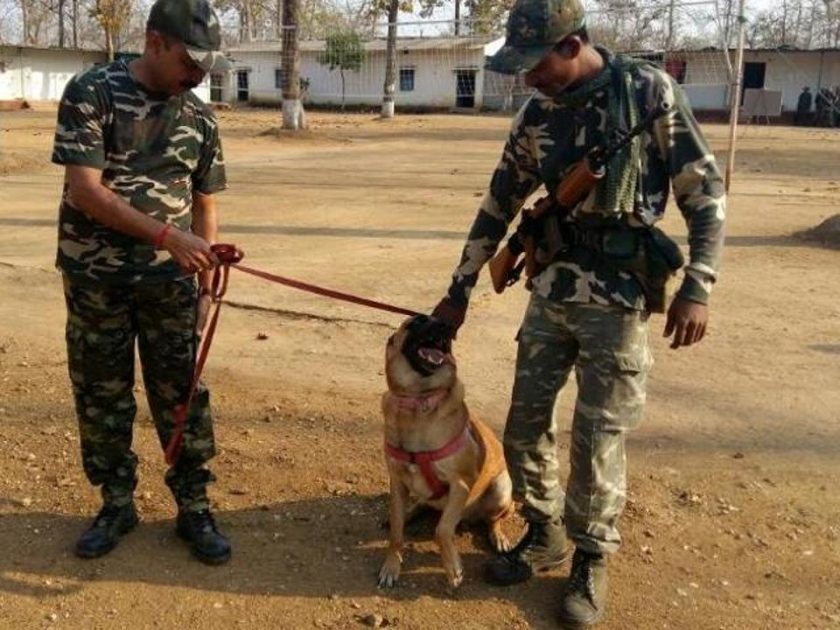 Cracker, un perro detector, muere por la explosión de un artefacto oculto