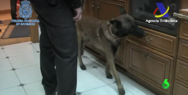 Cómo ayudan los perros policía a destapar la corrupción