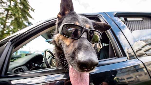 Llama al 911 para pedir que un perro policía busque la heroína que le habían robado