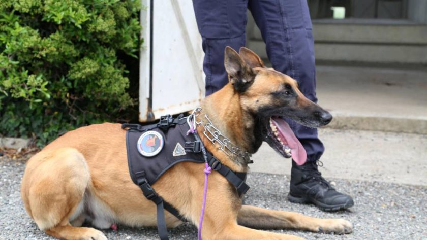 Acaricia al perro policía… llevando marihuana en el bolsillo