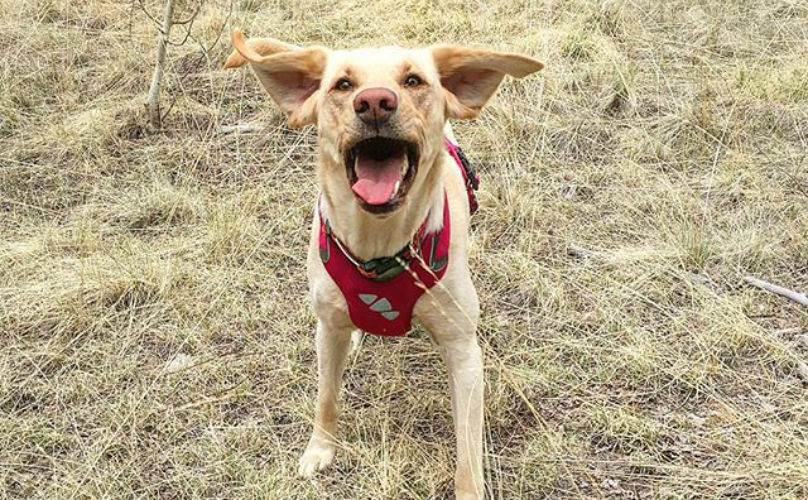 ¿Cuáles son los diferentes tipos de señalización en las disciplinas de detección?