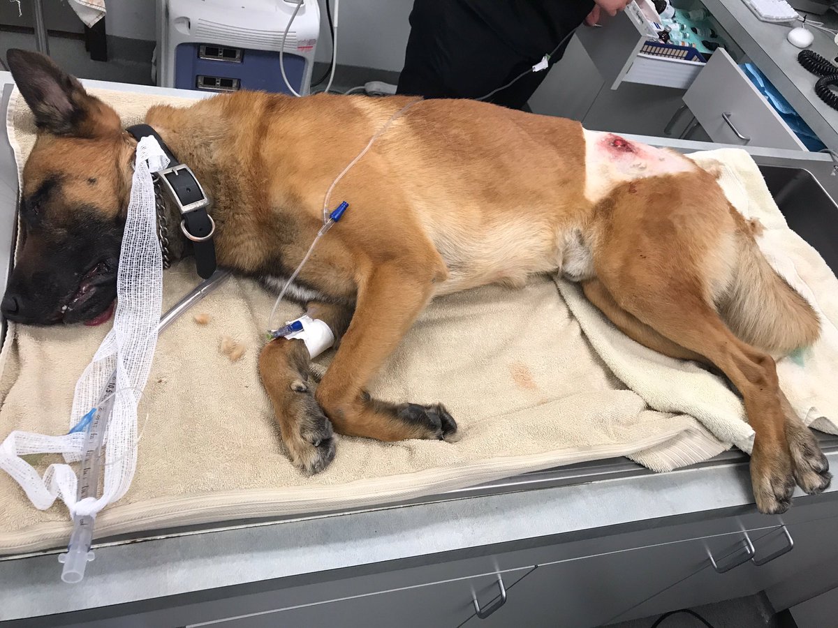 Perro policía herido de bala durante un atraco