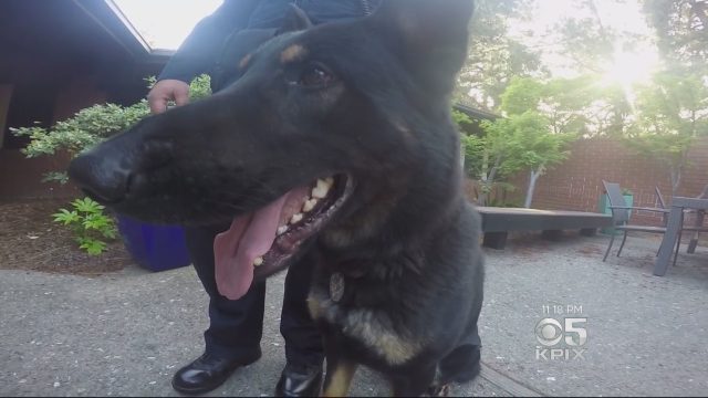 Kodiak, uno de los mejores detectives de acelerantes