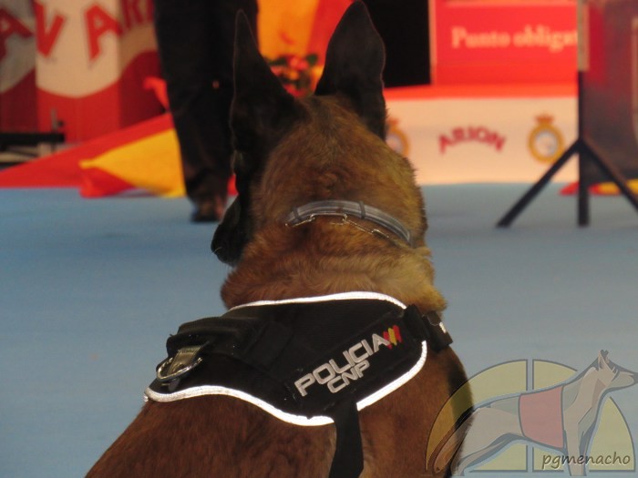 100×100 Mascota, exhibiciones para todos