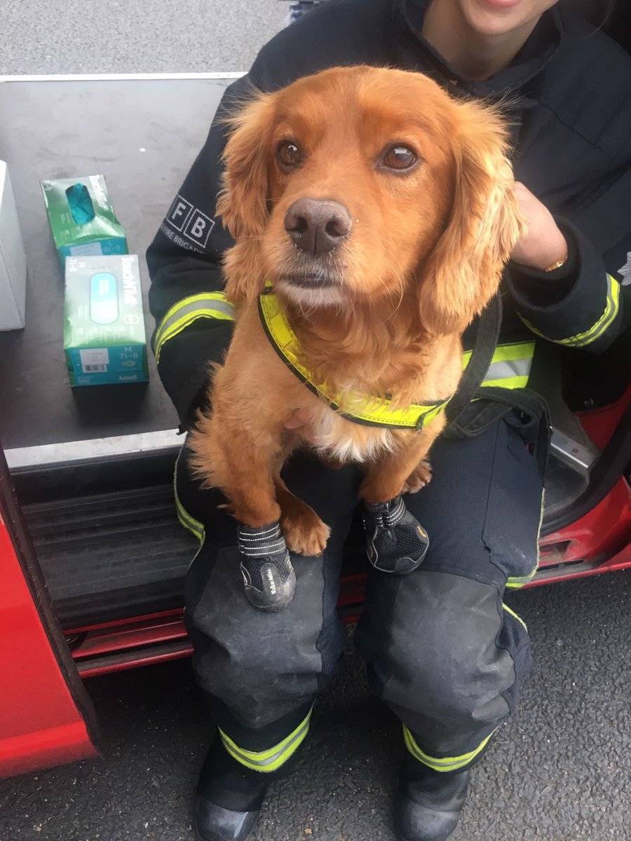 Por qué se utilizaron perros tras el incendio de la Torre Grenfell