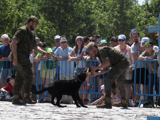 Exhibiciones caninas en Madrid Río en el Día de las Fuerzas Armadas