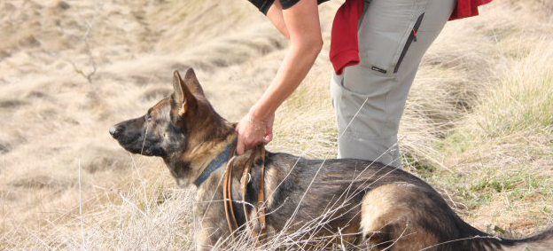 Perros de rescate… formación para adiestradores y especialistas