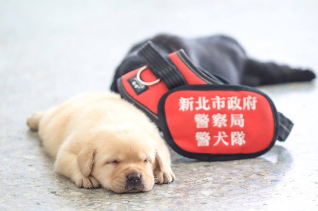 Los nuevos cachorros de la policía de Taipei