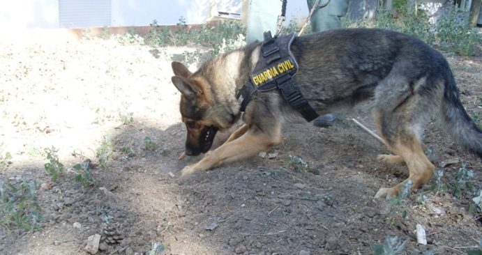 Donar placenta para el entrenamiento de restos humanos