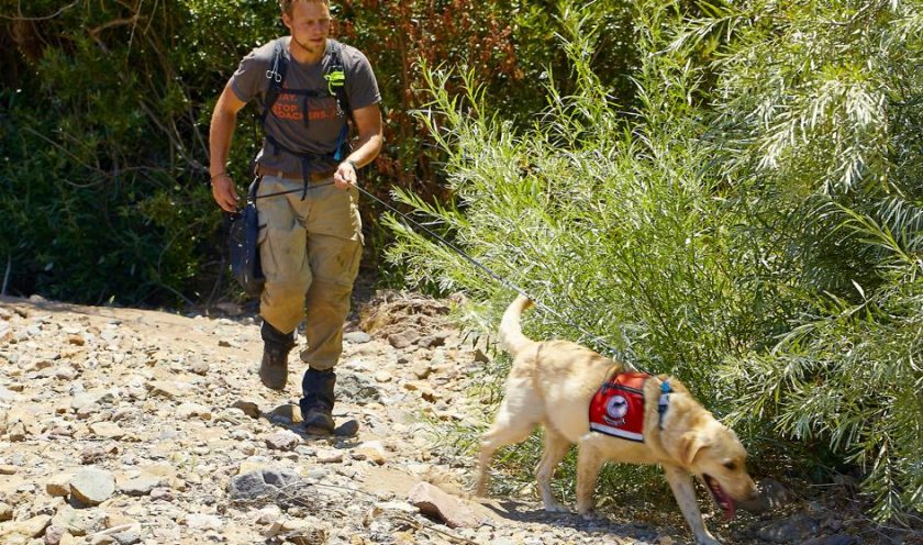 Perros para combatir invasión de hormigas argentinas