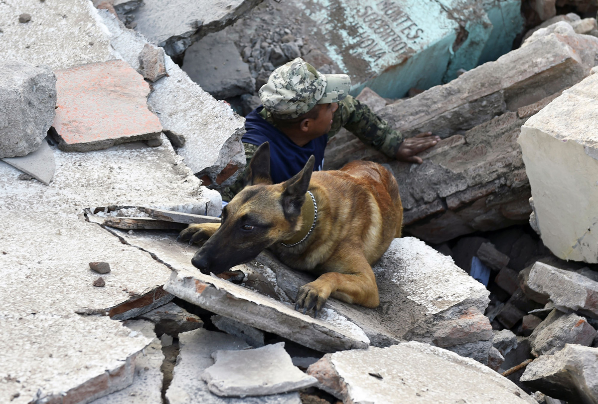 Perro de rescate busca víctimas tras el terremoto de México