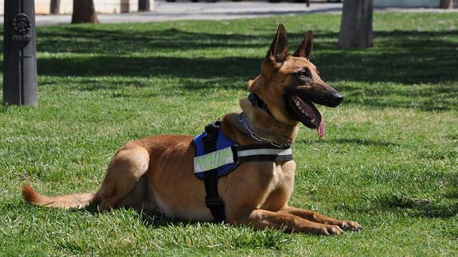 Urko muerto ya! Amenazan de muerte a un perro detector de drogas