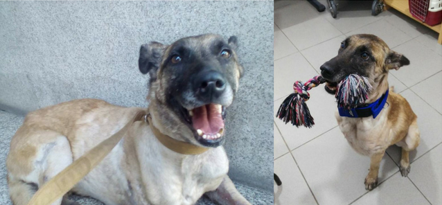 Vespa, la perra de rescate encontrada en condiciones de maltrato, ahora es feliz