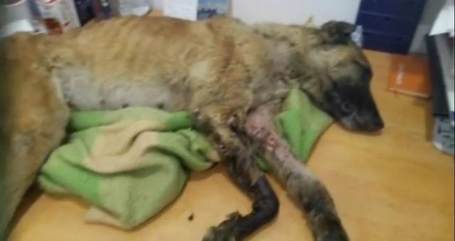 La triste historia de Vespa, un perro de rescate