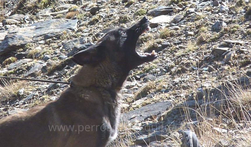 Castigo y nivel de arousal en el perro de búsqueda