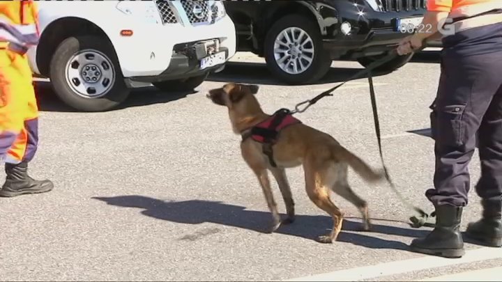 Vespa y el resto de perros ya no eran de la unidad canina de Protección Civil Vigo desde hacía tres meses