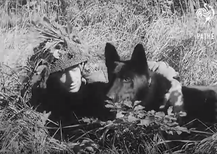 Vídeos: Perros de guerra (1961)
